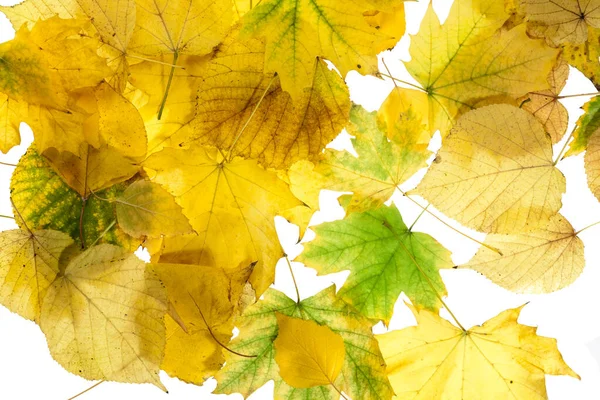 Latar Belakang Musim Gugur Dari Dedaunan Kuning Dekorasi Musim Gugur — Stok Foto