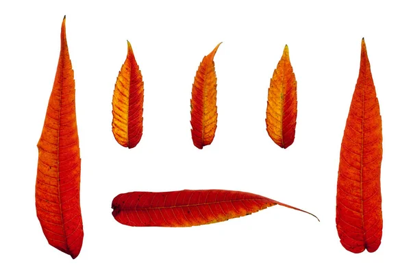 Vurige Rode Herfstbladeren Geïsoleerd Een Witte Achtergrond — Stockfoto