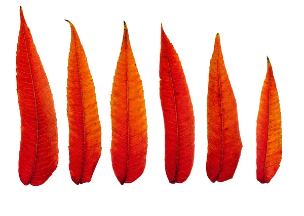 Frunzele Toamnă Roșii Incendiate Izolate Fundal Alb — Fotografie, imagine de stoc
