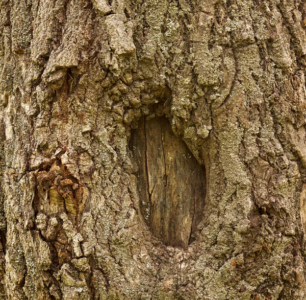 stock image The texture of tree bark close-up. Light tree bark.