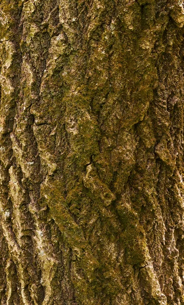 Текстура Дерева Кора Макро Кора Покрытые Мхом — стоковое фото