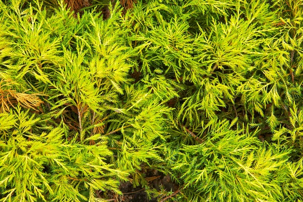 Bright Light Green Coniferous Plant Creeping Ground — Stock Photo, Image
