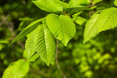 Güneş ışığında taze yeşil yapraklar, bahar yaprakları makro fotoğrafçılık, ekolojik temalar için doğal arka plan, mevsimsel kavramlar ve organik tasarımlar..