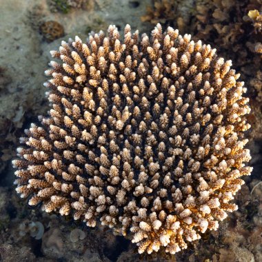 Close up view of coral on the surface of the sea at Sabah, malaysian Borneo.