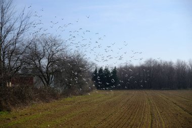 Yeni sürülmüş bir tarlada kuş sürüsü