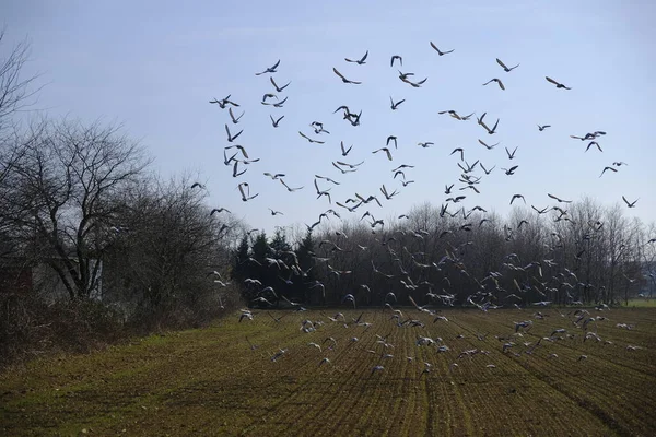 Flock Birds Freshly Plowed Field — Stock Photo, Image