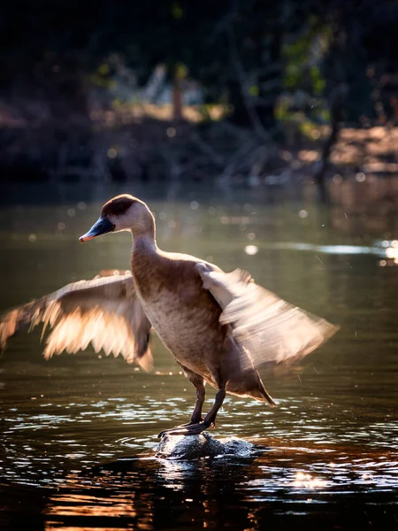 Vogel Einem Teich — Stockfoto