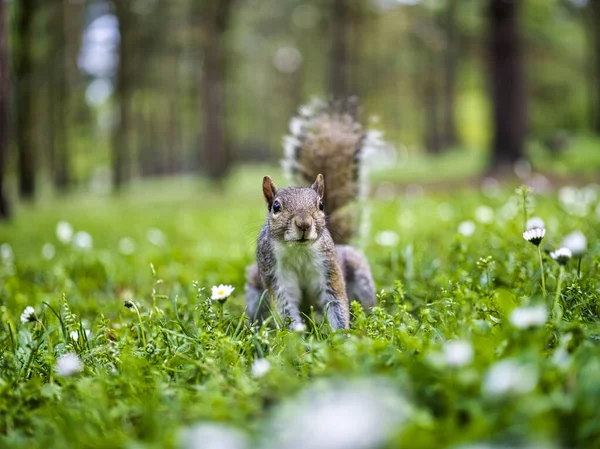 Squirrel Park Daisy — Stock Photo, Image