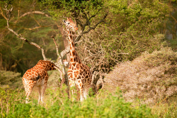 giraffe in the kruger park in south africa.