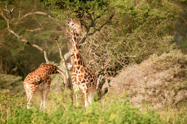 giraffes in the kruger park in south africa