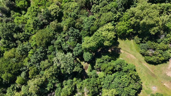 Aerial view of green trees and forest