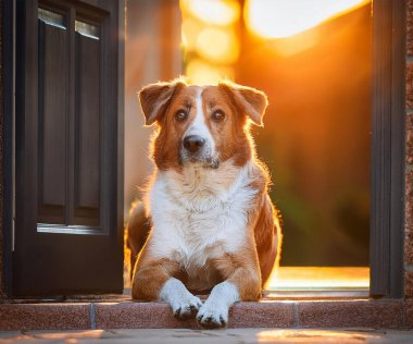 Gün batımında şehirde şirin bir köpek.