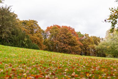 Sonbahar parkında yeşil çimlerin üzerinde uzanan sarı-kırmızı yapraklar, yumuşak odaklı manzara fotoğrafı.