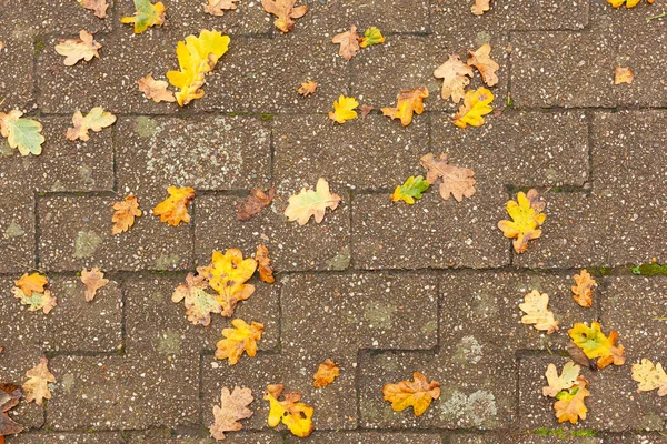 Fallen yellow leaves on brick pavement.