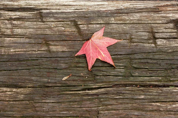 Folha Bordo Caída Vermelha Outono Que Encontra Uma Tabela Madeira — Fotografia de Stock