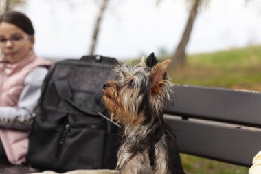 Küçük şirin Yorkshire teriyeri bir bankta oturuyor. Yürüyüşe çıkmış köpek.