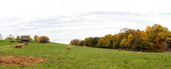 ドイツのノルトライン ヴェストファーレン州で美しいパノラマの田園風景写真 大きなパドックで家畜が放牧 — ストック写真