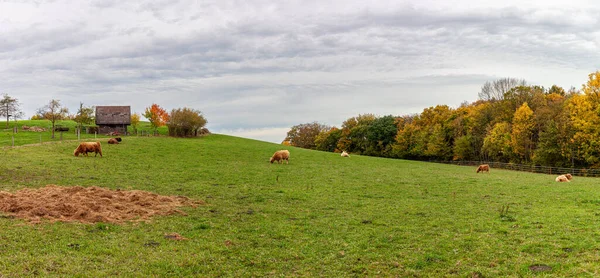 德国北莱茵威斯特伐利亚美丽的全景村庄秋季风景照片 宠物在大围场里吃草 — 图库照片