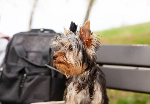 stock image Little cute Yorkshire terrier puppy sits on a bench. Dog on a walk