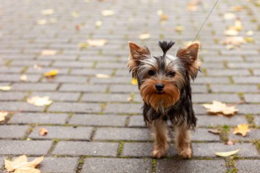 Küçük bir Yorkshire teriyeri köpek yavrusu kaldırımda bir tasma üzerinde duruyor. Yürüyüşe çıkmış şirin bir köpek.