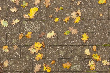 Tuğla kaldırımda düşen sarı yapraklar.