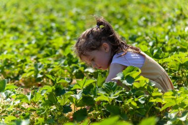 Yaz günü organik çilek tarlasında çilek toplayan tatlı küçük kız.