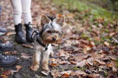 Yorkshire Teriyeri sonbahar parkında. Seçici odak.