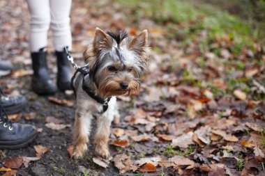 Sonbahar parkında Yorkshire Terrier köpeği tasmalı. Seçici odak