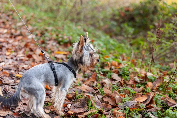 Yorkshire Terrier Laisse Dans Forêt Automne Concentration Sélective — Photo