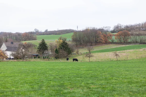 Krowy Wypasane Zielonej Łące Wsi Zimą — Zdjęcie stockowe