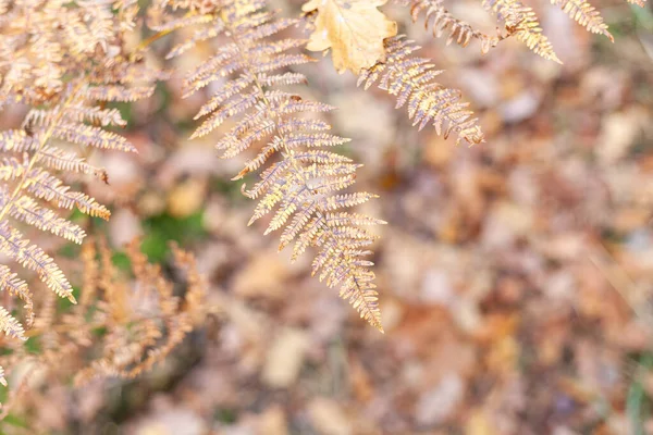 Sonbahar Ormanında Eğreltiotu Yaprakları Seçici Odaklanma Sığ Alan Derinliği — Stok fotoğraf