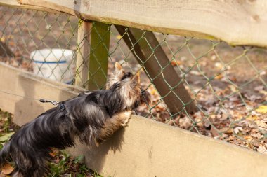 Yorkshire Teriyeri sonbahar parkında ahşap bir çitten atlıyor.