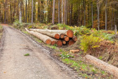 Sonbahar ormanında çam ağacı gövdesi yığını. Doğa arkaplanı