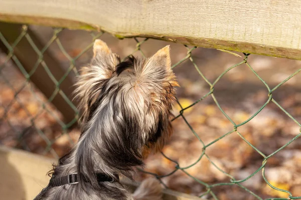 Yorkshire Terrier Köpeği Sonbaharda Çitin Önünde Duruyor — Stok fotoğraf