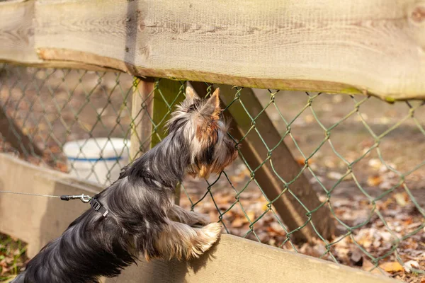 秋天的时候 约克郡的小狗用皮带拴在栅栏后面 — 图库照片