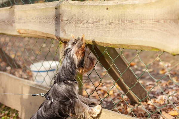Yorkshire Terrier Ένα Λουρί Κοντά Ένα Φράχτη Στον Κήπο — Φωτογραφία Αρχείου