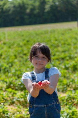 Güneşli bir günde tarlada çilek toplayan tatlı küçük kız.
