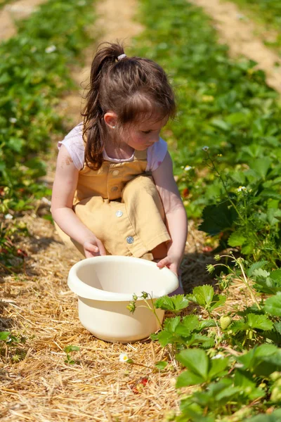 stock image Little girl picking strawberries in the field on a sunny summer day.