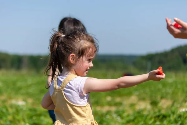 Маленька Дівчинка Грає Полі Матір Сонячний День — стокове фото