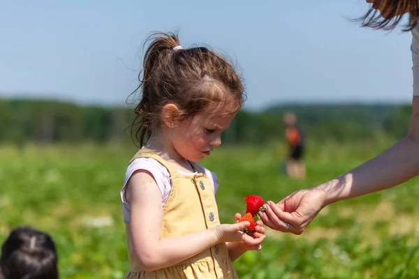 Маленька Дівчинка Їсть Полуницю Полі Сонячний Літній День — стокове фото