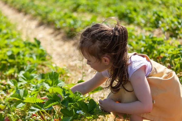 Küçük kız güneşli bir yaz gününde tarlada çilek topluyor..