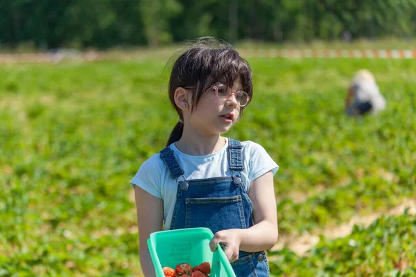 Küçük kız güneşli bir yaz gününde tarlada çilek topluyor..