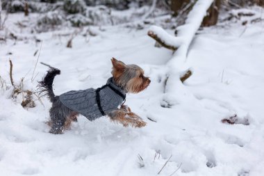 Yorkshire Teriyeri kışlık giysiler içinde karlı ormanda yürüyor..