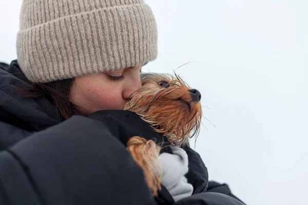 stock image Yorkshire Terrier puppy in the hands of a woman in winter