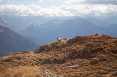 Dağın tepesindeki koyunlar. İsviçre Alpleri