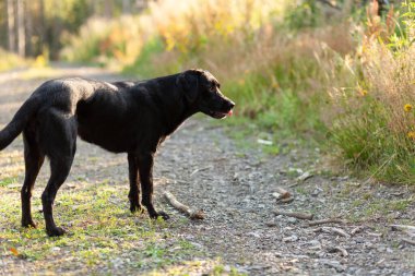 Kara Labrador Retriever gün batımında ormanda. Seçici odak.