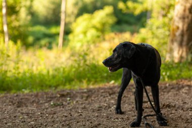 Güneşli bir yaz gününde parkta yürüyen siyah köpek. Seçici odak.