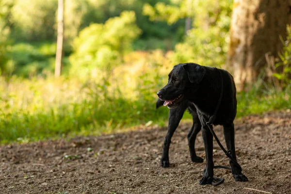 Kara Labrador Köpeği Güneşli Bir Günde Ormanda Oynuyor — Stok fotoğraf