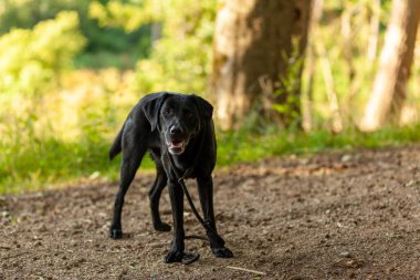 Ormanda yolda dikilip duran dilli siyah bir köpek.