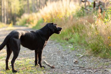 Güneşli bir yaz gününde ormanda siyah bir köpek. Seçici odak.